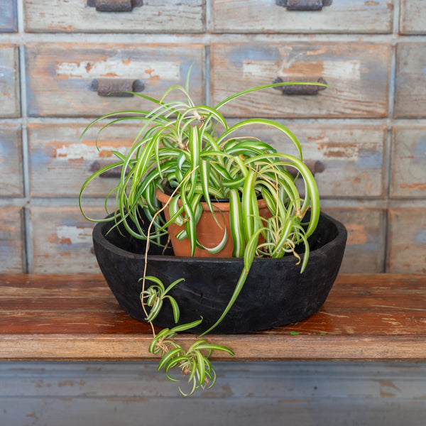 Reclaimed Wooden Black Bowl 16"