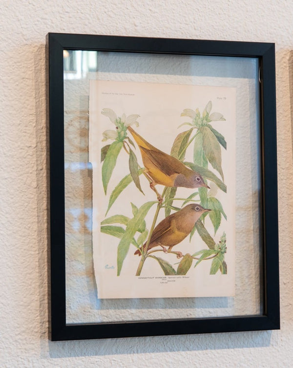 Connecticut Warbler Framed Bird Print