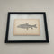 Framed Fish Original Plates