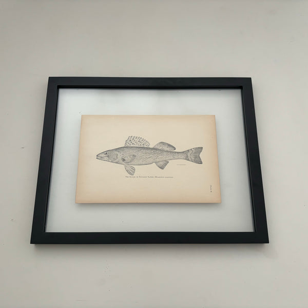 Framed Fish Original Plates